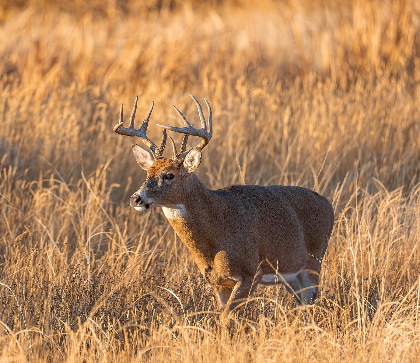 Hill Country, South, Central, and West Texas Ranches For Sale Banner Background Image